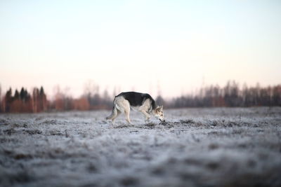 Dog on a field