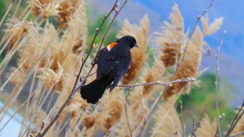 Close-up of black bird