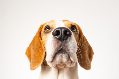 Close-up portrait of a dog over white background