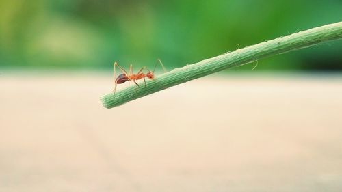 Close-up of insect on plant