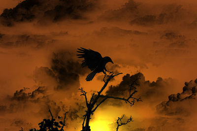 Low angle view of silhouette bird flying against orange sky