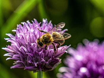 Close-up of bee pollinating on purple flower