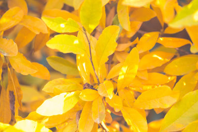 Full frame shot of yellow flowering plant