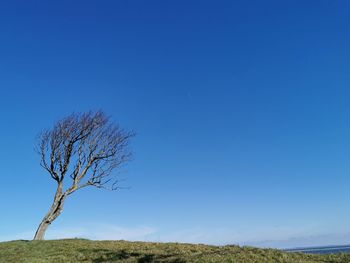 Bare tree against clear blue sky