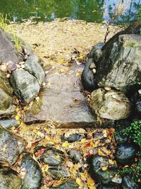 Close-up of turtle on rock