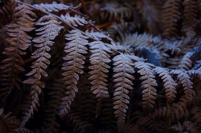 Close-up of pine cone during winter