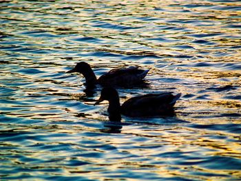 Ducks swimming in lake