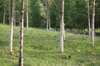 Trees on field in forest