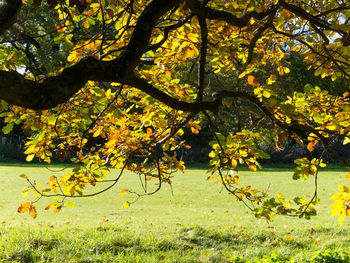 Tree in autumn