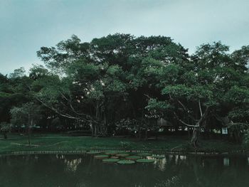 Trees growing against sky