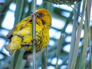 Close-up of bird perching in cage