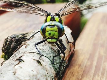 Close-up of butterfly on tree