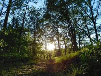 Sun shining through trees in forest