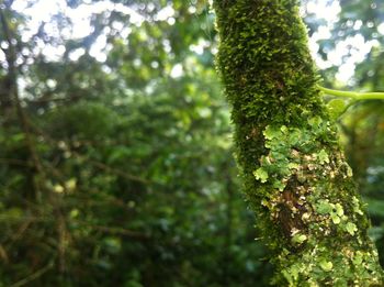 Close-up of tree trunk in forest