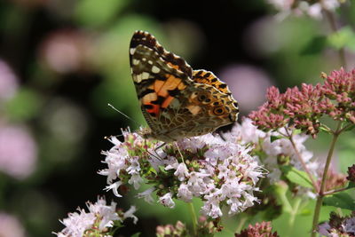 Close-up of butterfly pollinating on flower