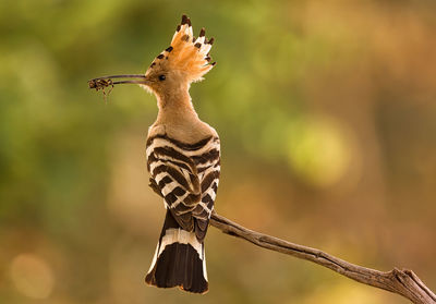 Close-up of lizard on branch