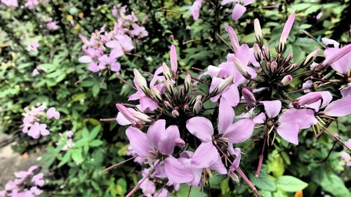 Close-up of pink flowers blooming on tree