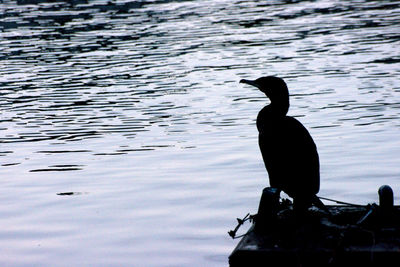 Silhouette bird perching on lake