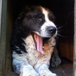 Close-up of a dog