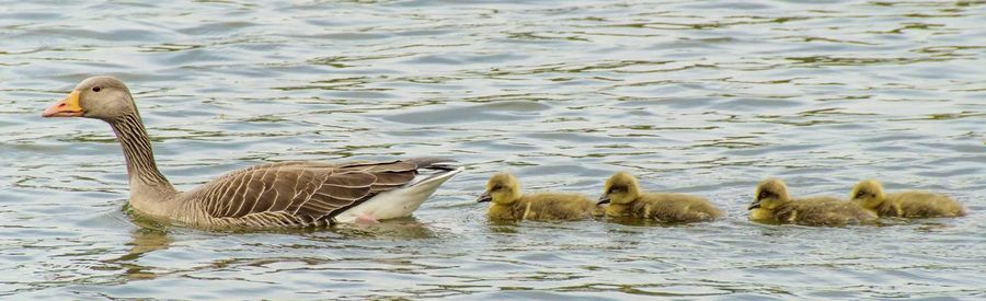 View of an animal in pond