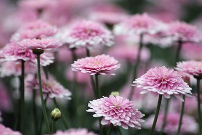 Close-up of pink flowers