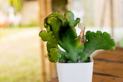 Close-up of succulent plant on table