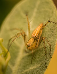 Close-up of insect on leaf