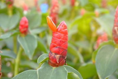 Close-up of red flowering plant