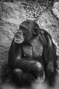 Monkey sitting on rock at zoo