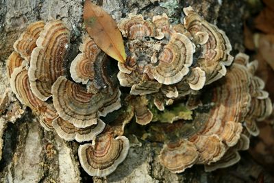 High angle view of mushrooms growing on tree trunk