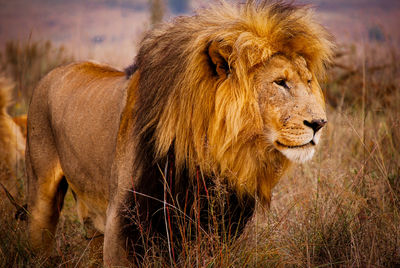 Portrait of a magnificent and wild lion in long grass