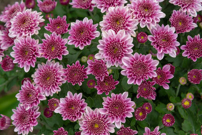 High angle view of pink flowering plants