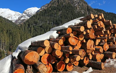 Stack of logs in forest