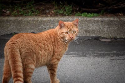 Close-up portrait of cat