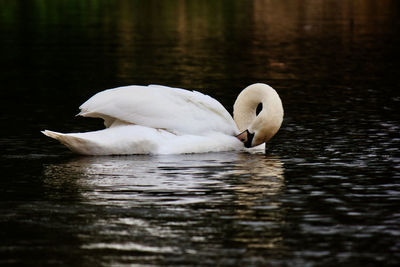 Swan swimming in lake