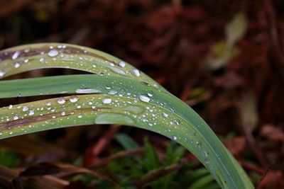 Close-up of raindrops on leaves