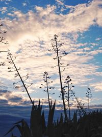 Silhouette plants against sky during sunset