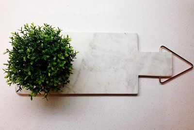 High angle view of plant on table against white background