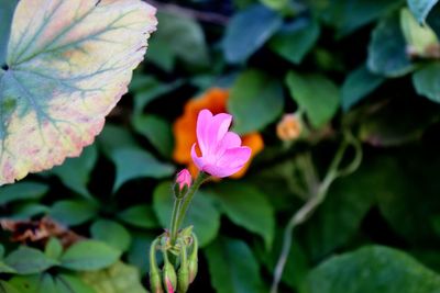 Close-up of pink flower blooming outdoors