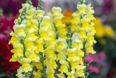 Close-up of yellow flowering plant