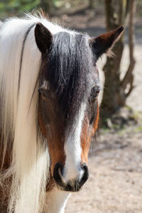 Close-up of a cat looking away