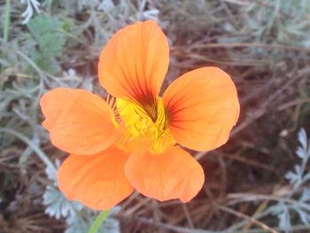 Close-up of orange flower blooming outdoors