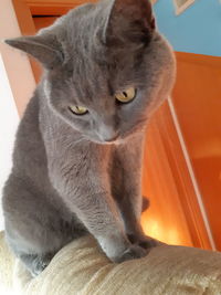 Close-up of a cat looking away