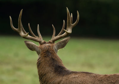 Stag standing on field