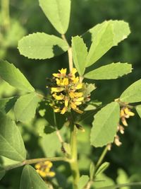 Close-up of insect on yellow flower