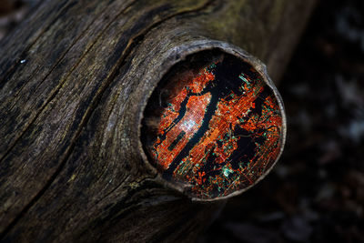 Close-up of rusty tree trunk