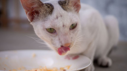 Close-up of white cat eating food