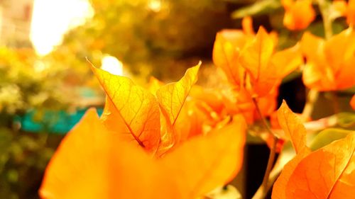 Close-up of yellow leaf during autumn