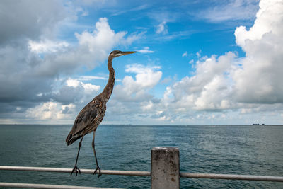Bird perching on wooden post in sea against sky
