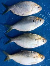 Close-up of fish in water